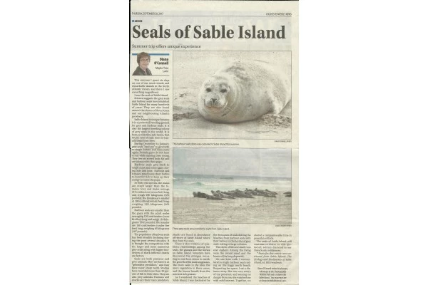 seals of sable island