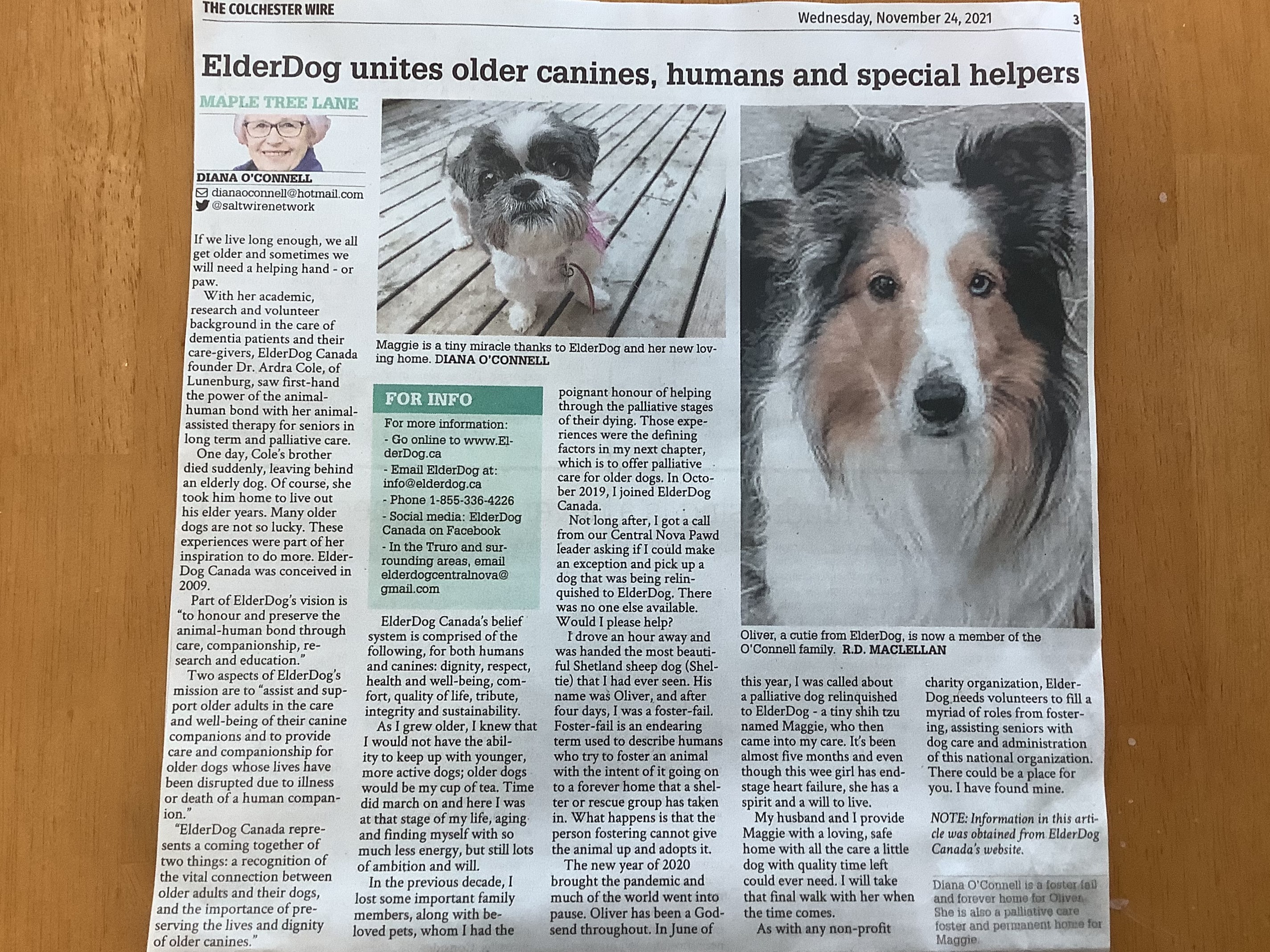 Article1AboutElderDogCropped