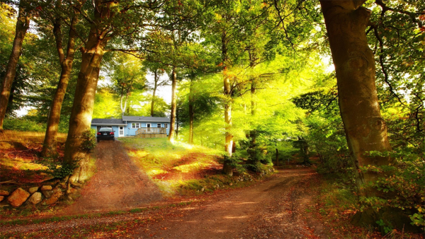 forests bright morning light summer forest road daylight path trees nature day sun warm stones leaves desktop wallpapers ResizedImageWzYwMCwzMzhd